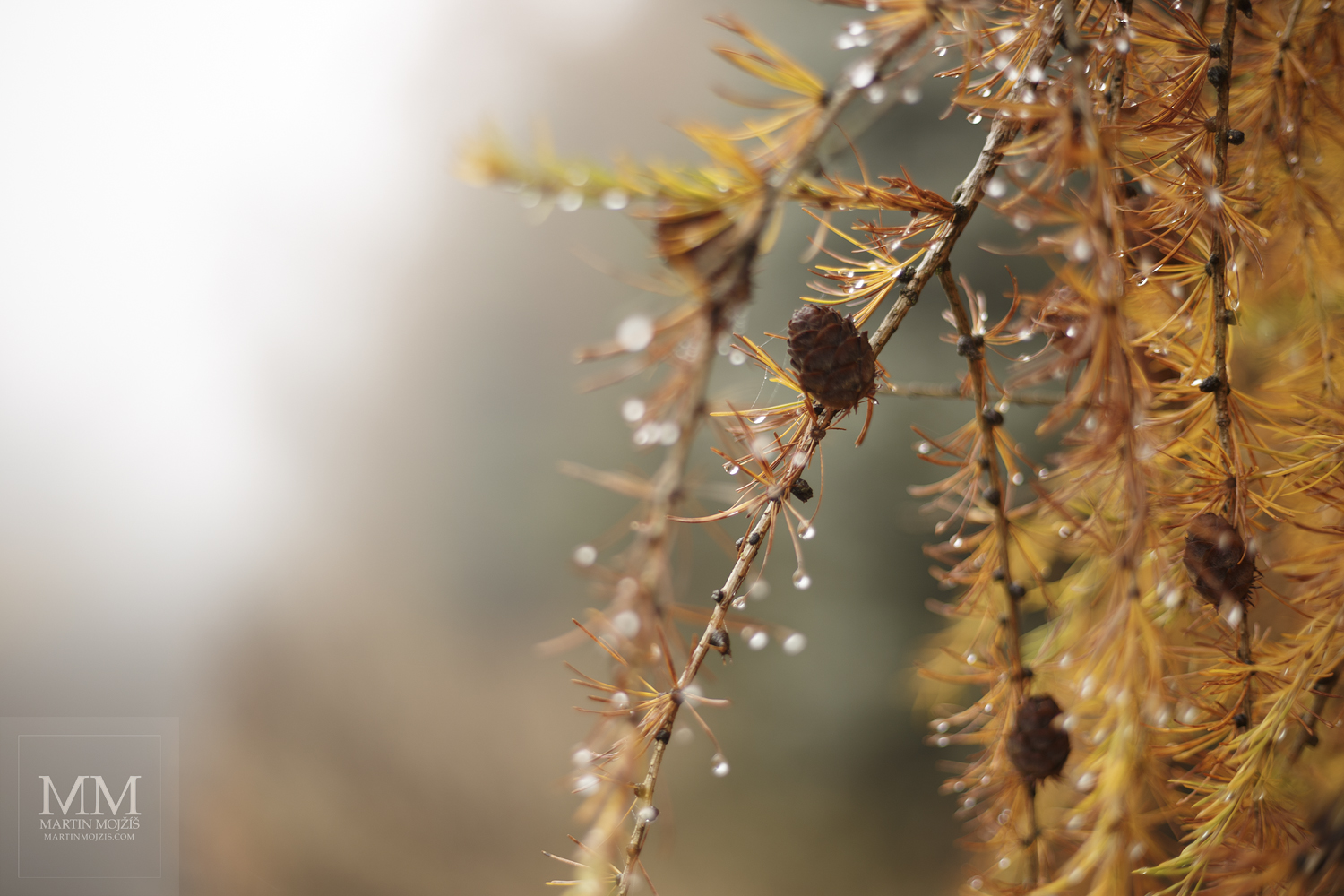 Large format, fine art photograph of larch branches with drops of rain. Martin Mojzis.